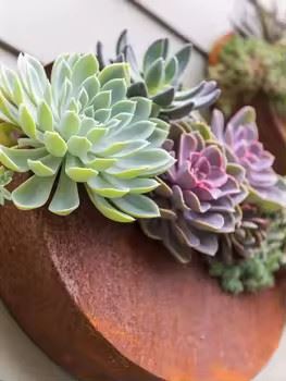 Rustic Wall Planter